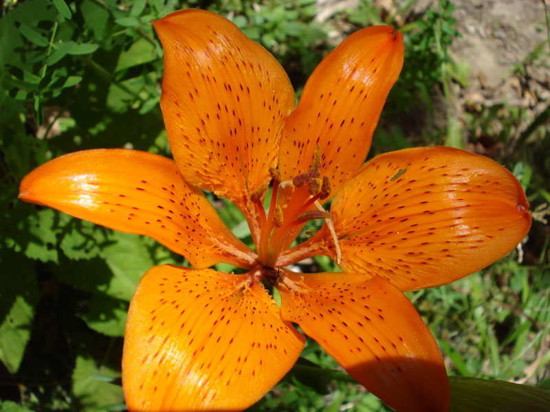 Lilium bulbiferum subsp. croceum / Giglio di S.Giovanni